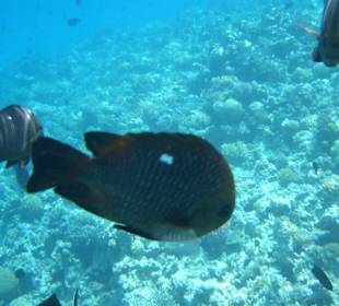 Die waren auch interessant