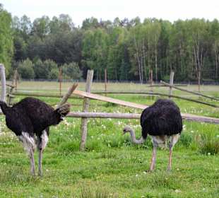 Strusie na fermie "Eurostruś"