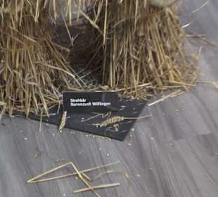 Fastnachtsmuseum Narrenschopf