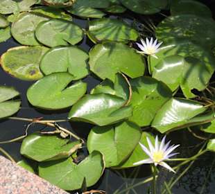 Teich mit Lotusblüte