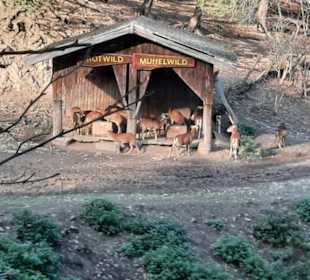 Direkter Kontakt zu den Tieren möglich