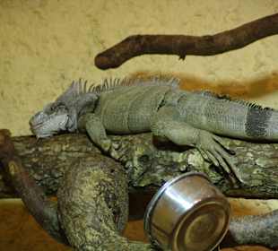Legwan