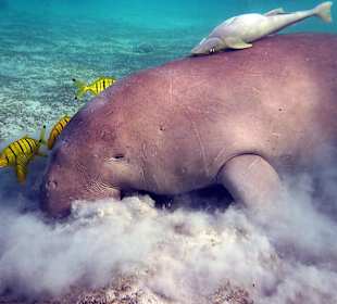 Seekuh und Dugong