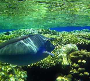 Tolle Unterwasserwelt