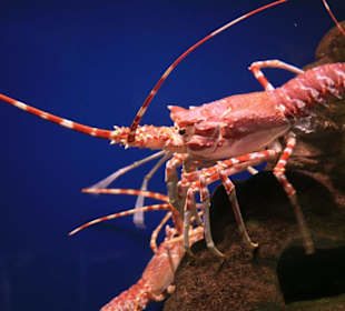 Two Oceans Aquarium Kapstadt