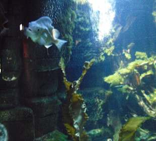 Sea Life Speyer