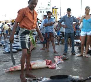 Bentota - Fischmarkt