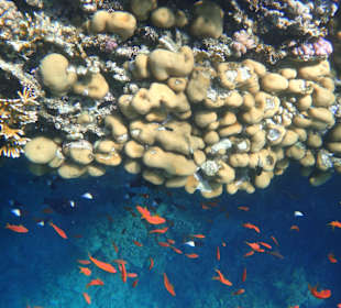 Super schönes Hausriff