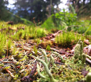 Wandern Scheffau Am Wilden Kaiser
