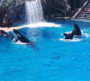 Die tägliche Liveshow mit den Orcas (großen Schwer