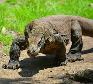 Komodo Dragon