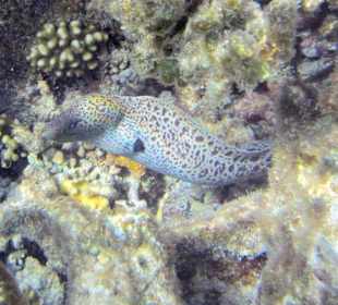 Auch Muränen gibts zu sehen!