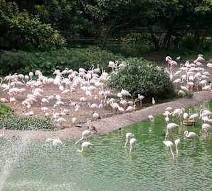 Bird Park