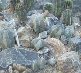 Orto botanico di Praga