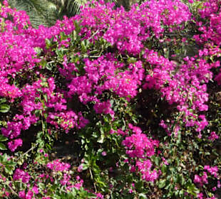 Unterwegs im Taoro-Park