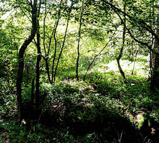 Impressionen aus der Vernässungsfläche