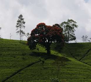 Teeplantage und glühend roter Baum