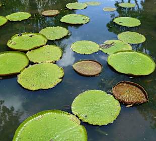 Botanischer Garten "Pamplemousses"