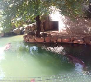 ZOO José Cruz Conde