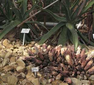 Botanischer Garten