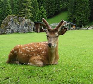 Wildpark Ferleiten - Hirsch