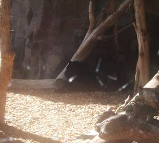 Pantera en el Loro Parque