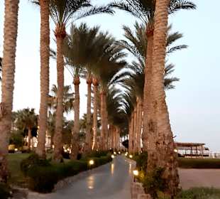 Strand Nabq Bay