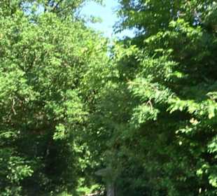 Waldinformationssystem „Lebendiger Wald“