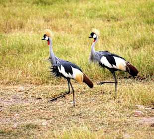 Im Gleichschritt -marsch