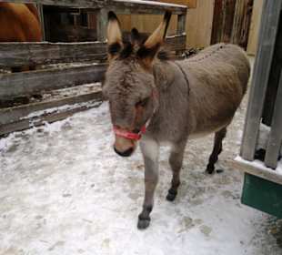 Gut Aiderbichl Eselbereich