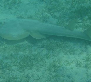 Traumstrand & Korallenriffe/Fische der Superlative