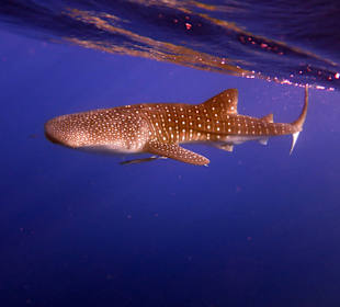 Einfach der Wahnsinn