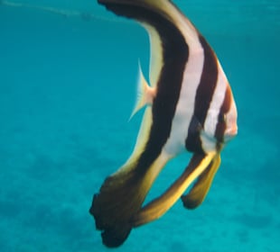 Hausriff Hotel Coral Sun Beach