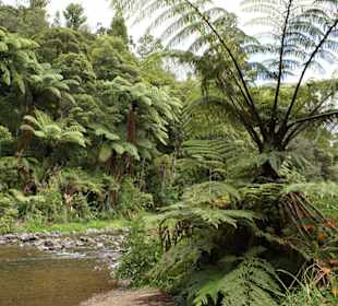 Waipoua Forest Park