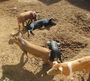 Schweine auf der Ziegenfarm