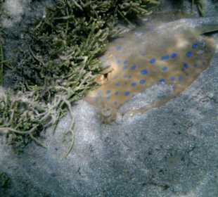 Rochen in der Badewanne