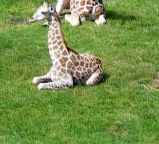 Babygiraffe