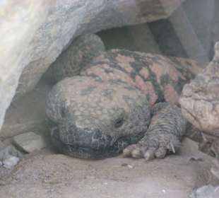 Gila Monster im Living Desert Zoo, NM