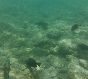 Hausriff, rechts von der Marina