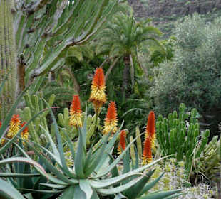 Und überall schöne Blüten und Pflanzen