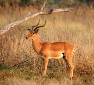Moorantilope