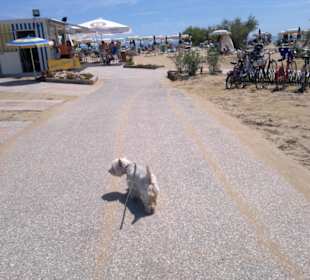 Eine geht immer vorraus