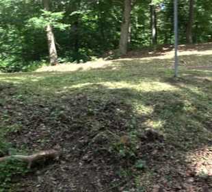 Wanderweg - Alter Steinbruch Pfaffenberg Runde