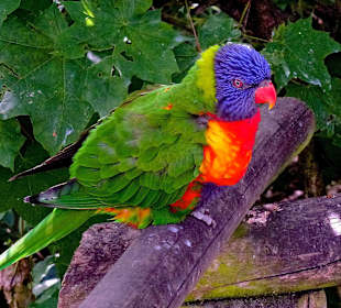 Ein Loris ist müde!