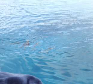 Schiffsausflug Delfine