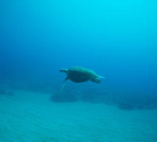 Schildkröte beim Tauchen