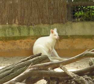 Albino Wallabies