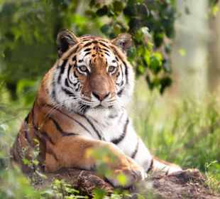 Amurtiger im Walter Zoo