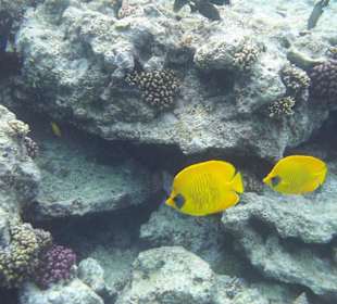 Fische am Hausriff im Dez, 2011