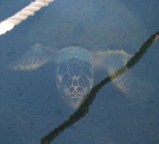 Caretta